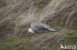 Sneeuwuil (Bubo scandiacus)