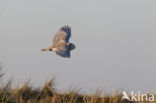 Sneeuwuil (Bubo scandiacus)