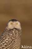 Sneeuwuil (Bubo scandiacus)