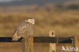 Sneeuwuil (Bubo scandiacus)