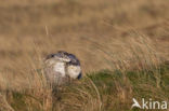 Sneeuwuil (Bubo scandiacus)