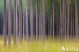 Fir (Abies spec.)