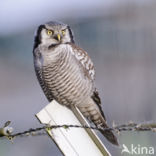 Northern Hawk Owl (Surnia ulula)