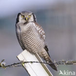 Northern Hawk Owl (Surnia ulula)
