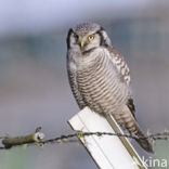 Northern Hawk Owl (Surnia ulula)