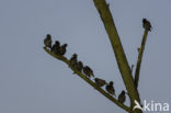 European Starling (Sturnus vulgaris)