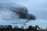 European Starling (Sturnus vulgaris)