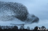 European Starling (Sturnus vulgaris)