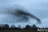 European Starling (Sturnus vulgaris)