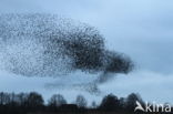 European Starling (Sturnus vulgaris)