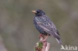 European Starling (Sturnus vulgaris)