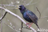 European Starling (Sturnus vulgaris)