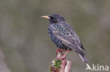 European Starling (Sturnus vulgaris)