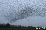 European Starling (Sturnus vulgaris)