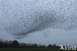 European Starling (Sturnus vulgaris)