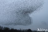 European Starling (Sturnus vulgaris)