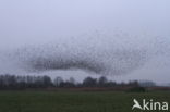 European Starling (Sturnus vulgaris)