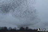 European Starling (Sturnus vulgaris)