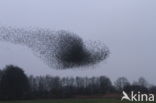 European Starling (Sturnus vulgaris)
