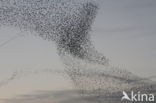 European Starling (Sturnus vulgaris)