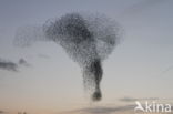 European Starling (Sturnus vulgaris)