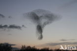European Starling (Sturnus vulgaris)
