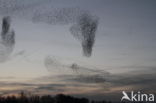 European Starling (Sturnus vulgaris)