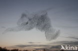 European Starling (Sturnus vulgaris)