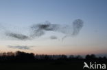 European Starling (Sturnus vulgaris)