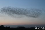 European Starling (Sturnus vulgaris)