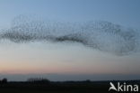 European Starling (Sturnus vulgaris)