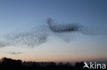European Starling (Sturnus vulgaris)