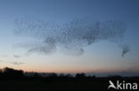 European Starling (Sturnus vulgaris)