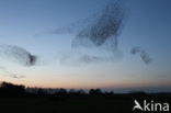 European Starling (Sturnus vulgaris)