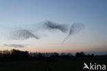 European Starling (Sturnus vulgaris)