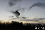 European Starling (Sturnus vulgaris)