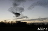 European Starling (Sturnus vulgaris)