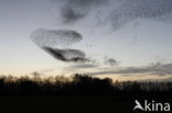 European Starling (Sturnus vulgaris)