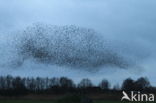 European Starling (Sturnus vulgaris)