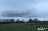 European Starling (Sturnus vulgaris)