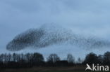 European Starling (Sturnus vulgaris)
