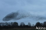 Spreeuw (Sturnus vulgaris)