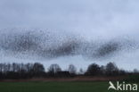 European Starling (Sturnus vulgaris)