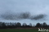 European Starling (Sturnus vulgaris)