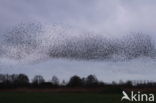 European Starling (Sturnus vulgaris)