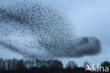 European Starling (Sturnus vulgaris)