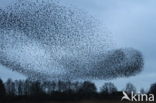 Spreeuw (Sturnus vulgaris)