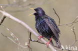 European Starling (Sturnus vulgaris)