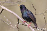 European Starling (Sturnus vulgaris)