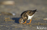 Ruddy Turnstone (Arenaria interpres)